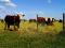 San Justo, Santa Fe, 4.500 Hectáreas, Campo 100% ganadero