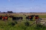 San Justo, Santa Fe, 160 Hectáreas, Campo mixto
