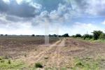 32,66 hectáreas agrícolas - Fracción de Campo sobre Camino del Buen Ayre Sur