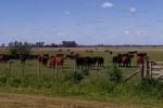 Campo Ganadero 260 hectáreas sobre asfalto y 80 has linderas, Pdo. Cañuelas